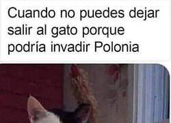 Enlace a Gato muy territorial