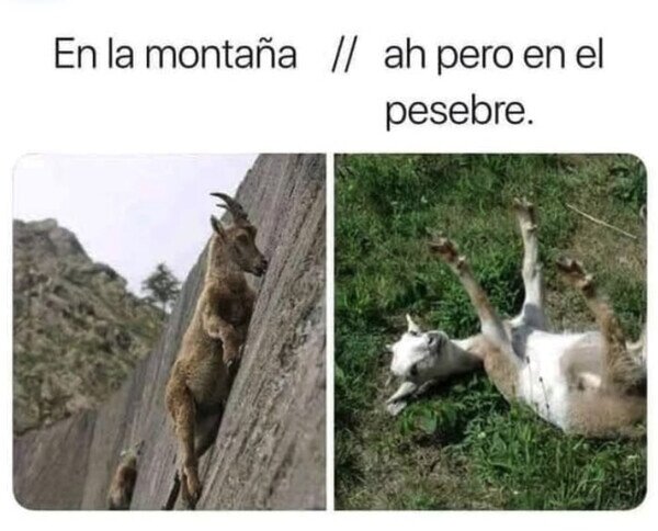 Otros - ¿Por qué las cabras de plástico son tan inestables?