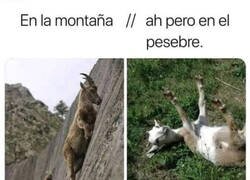 Enlace a ¿Por qué las cabras de plástico son tan inestables?