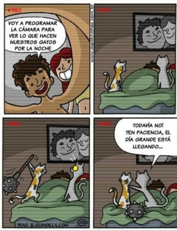 Meme_otros - Lo que hacen los gatos por la noche
