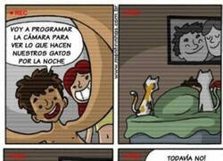 Enlace a Lo que hacen los gatos por la noche