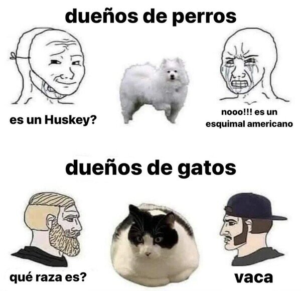 Meme_otros - Los gatos no tienen raza