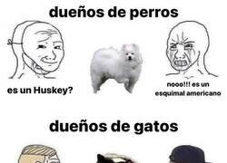 Enlace a Los gatos no tienen raza