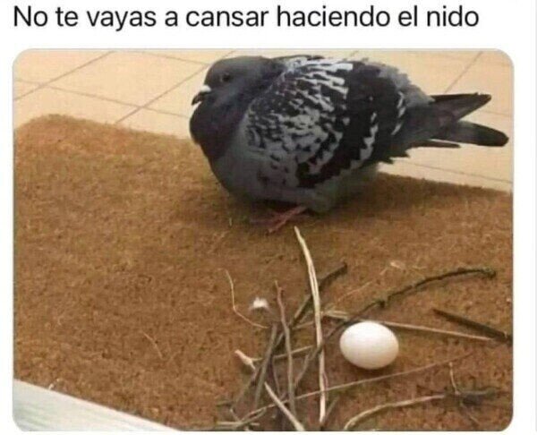 Ave,paloma,nido