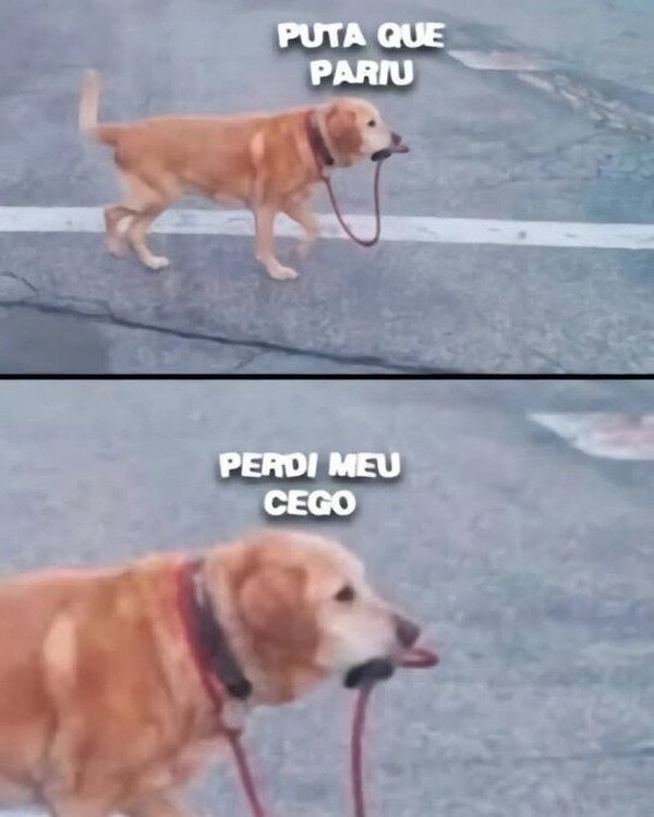 Meme_otros - Perro despistado