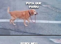 Enlace a Perro despistado