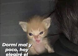 Enlace a No se metan conmigo