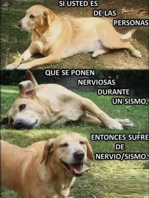 Meme_otros - Se levantó gracioso el Firulais