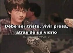 Enlace a No te pases de listo, Harry