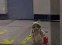 Enlace a Mala fortuna