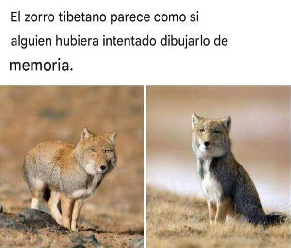Otros - El curioso zorro tibetano