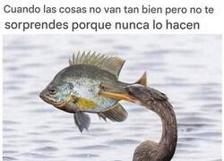 Enlace a Acostumbrado a la desgracia