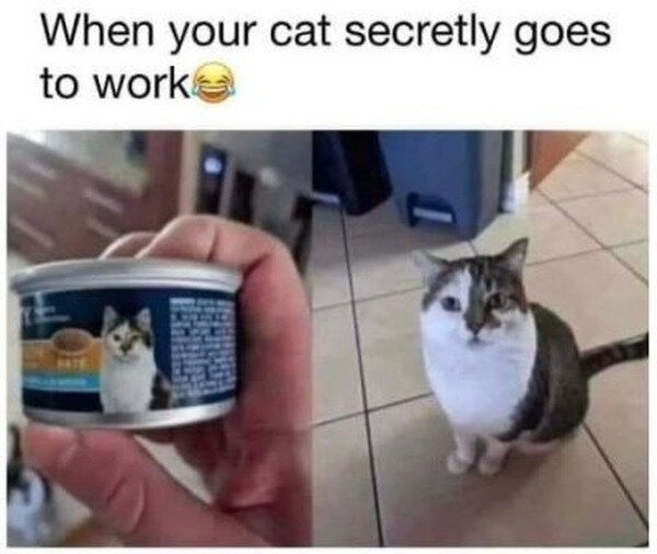 Meme_otros - Mi gato tiene una vida secreta