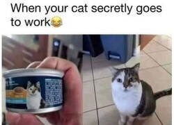 Enlace a Mi gato tiene una vida secreta