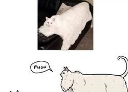 Enlace a La gatamanta