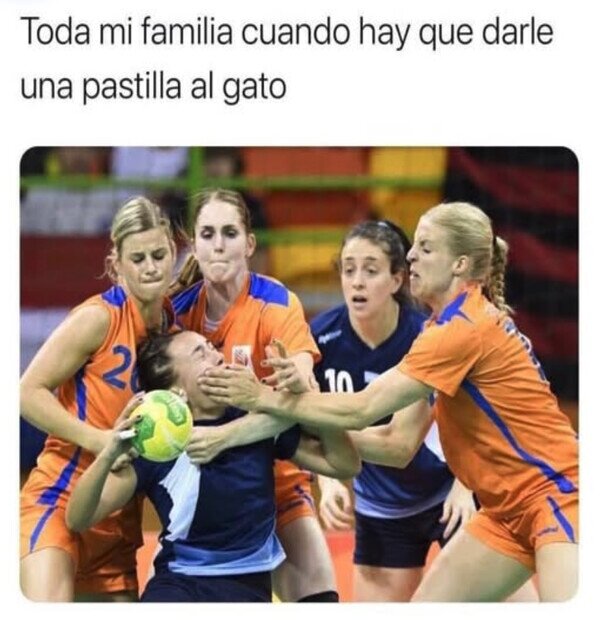 pastilla,perro,equipo,familia
