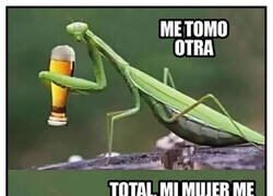 Enlace a Las mantis saben lo que hay
