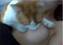 Enlace a Yo también soy un gato