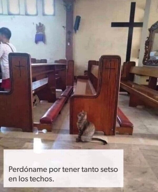 Meme_otros - Misifú se fue a confesar
