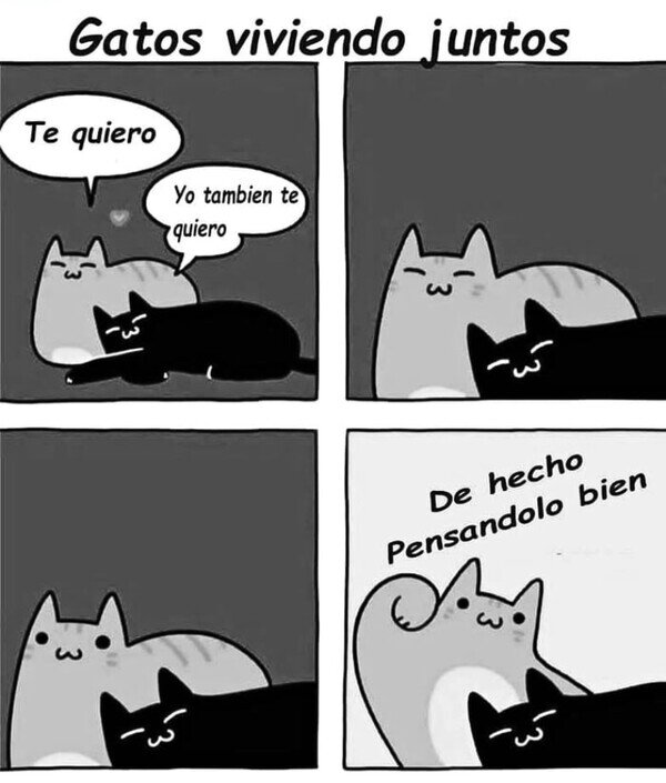 Meme_otros - Gatos y su bipolaridad