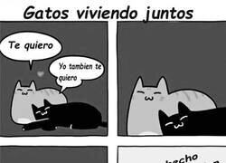 Enlace a Gatos y su bipolaridad
