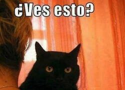 Enlace a Misifú posesivo