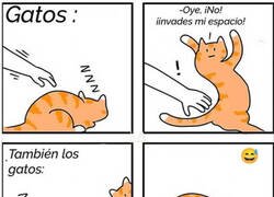 Enlace a El difuso espacio gatuno