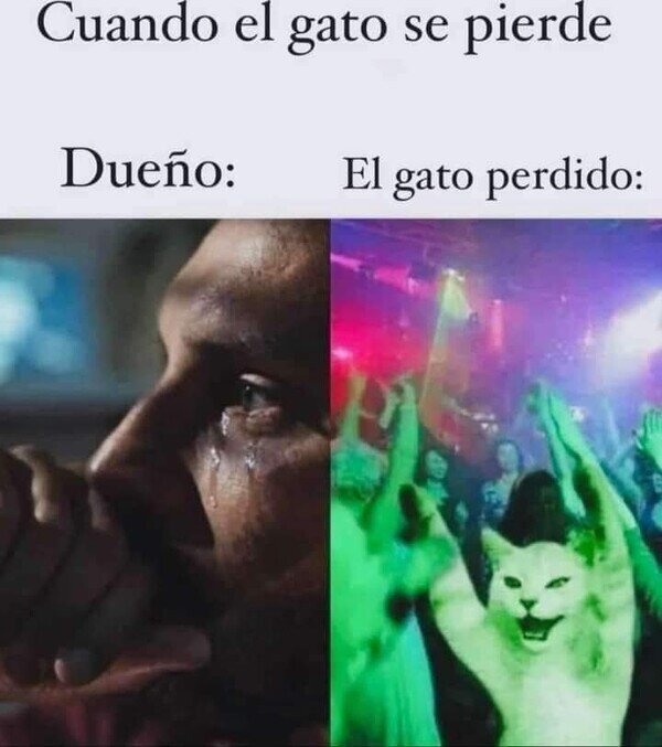 Meme_otros - El gato no sufre