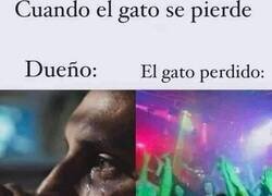 Enlace a El gato no sufre