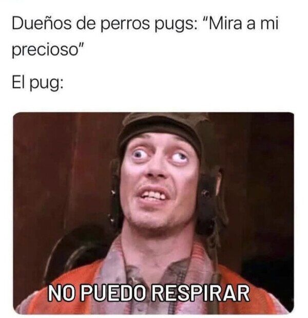 perro,precioso,pug,carlino,feo,respirar