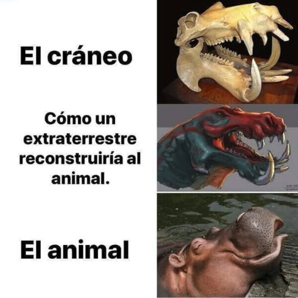 Meme_otros - Por su cráneo parecería un animal más espectacular