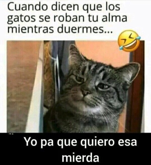 CC_2814374_2889624d40c345deba8f45ca6b42085a_otros_para_que_quiere_un_gato_tu_alma.jpg