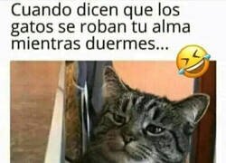 Enlace a Para qué quiere un gato tu alma