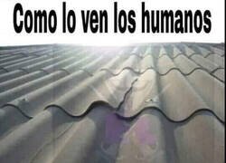 Enlace a El tejado de la lucha