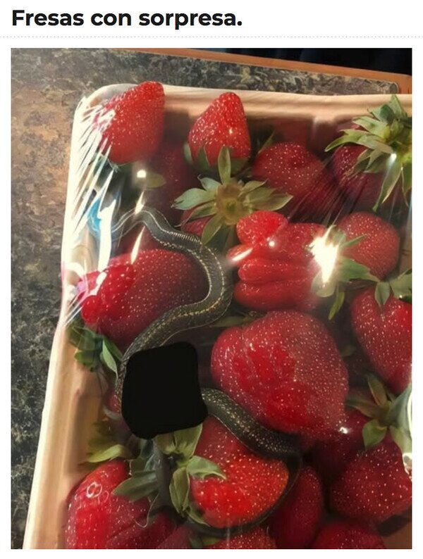 Meme_otros - Postre con mascota incluida