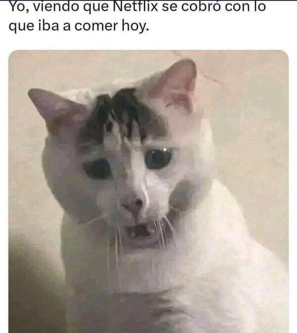netflix,dinero,pobre,comer