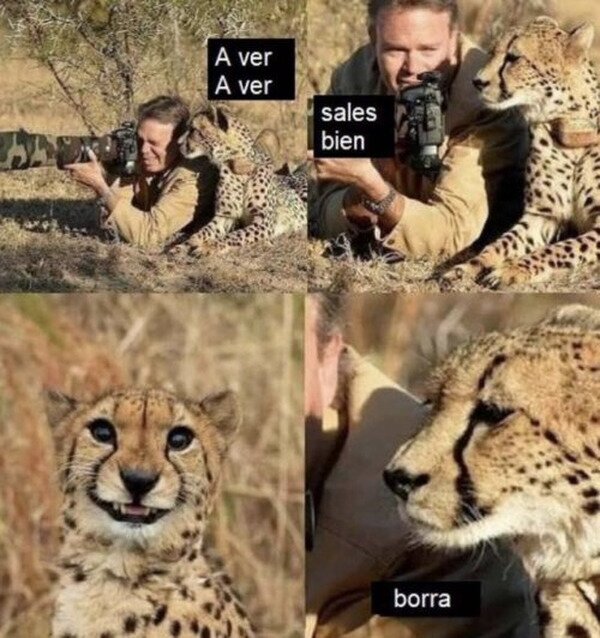 fotógrafo,fotos,leopardo,borrar,cara