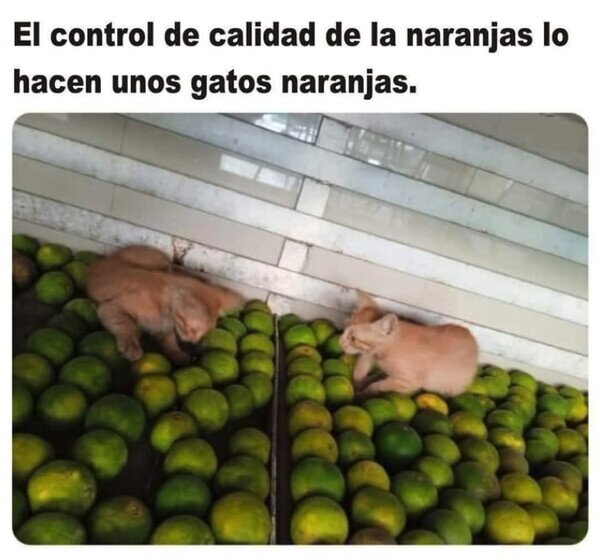 Meme_otros - Expertos en naranjidad