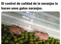 Enlace a Expertos en naranjidad