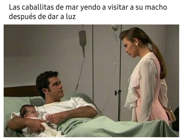 Otros - Mientras tanto, en el mundo de los caballitos de mar...
