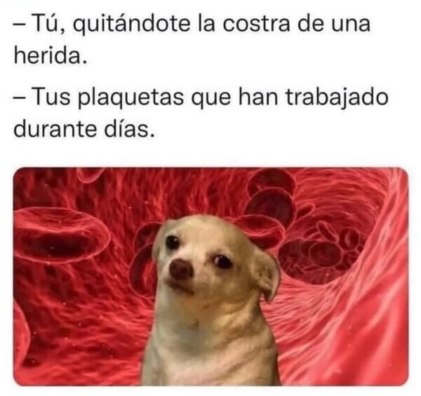 plaquetas,arrancar,costra,trabajo