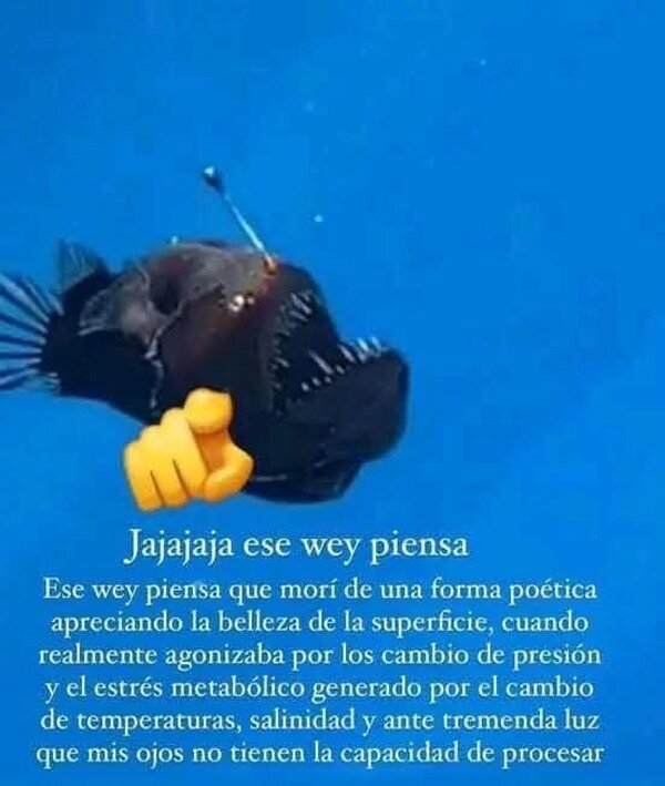 Meme_otros - El pez abisal se ríe de ti