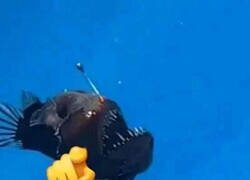 Enlace a El pez abisal se ríe de ti