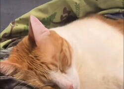 Enlace a Tener un gato es como tener un borracho