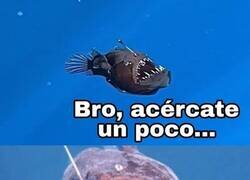 Enlace a Hasta el pez abisal lo sabe