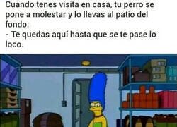 Enlace a Perro molesto