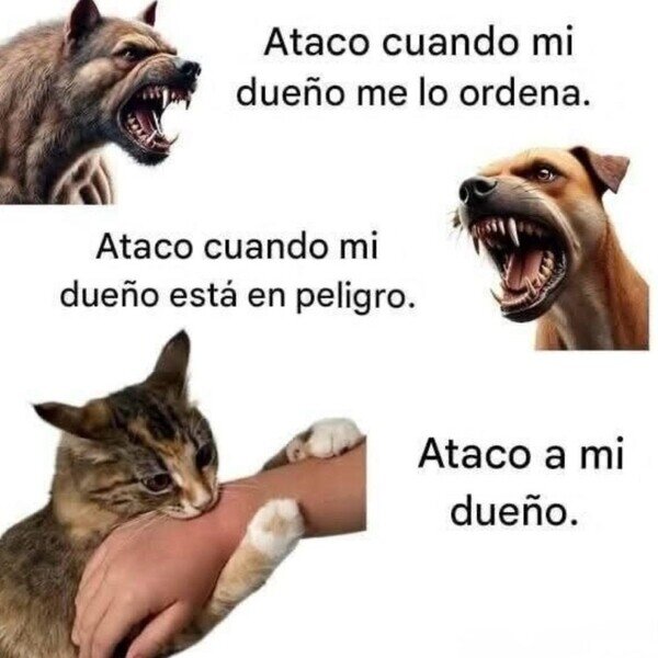 atacar,dueño,gato,perro,defender,mascota