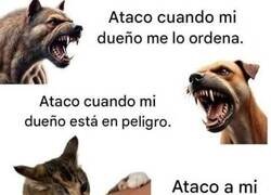 Enlace a Los gatos son diferentes