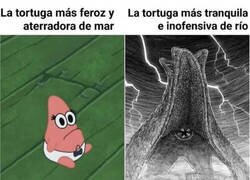 Enlace a No quisiera encontrarme con una tortuga de río