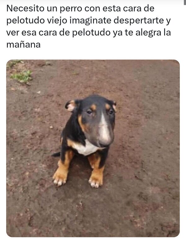 perro,cara,despertar